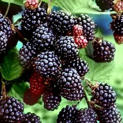 Ежевика ЭВЕРГРИН бесшипная  в Пинске