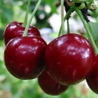 Вишня ГРИОТ БЕЛОРУССКИЙ в Пинске