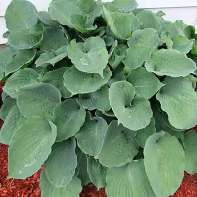 Хоста МУНЛАЙТ СОНАТА гибридная в Пинске