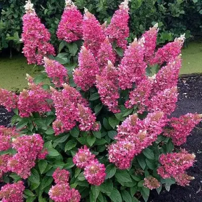 Гортензия МЕГА МИНДИ метельчатая в Пинске