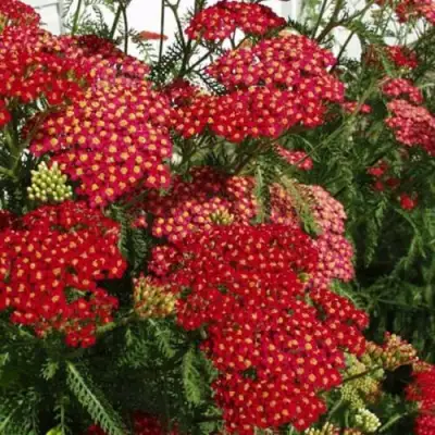 Тысячелистник ПАПРИКА обыкновенный в Пинске