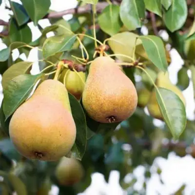 Груша ВЫСТАВОЧНАЯ в Пинске