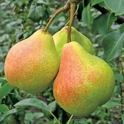 Груша ПАМЯТЬ ЯКОВЛЕВА в Пинске