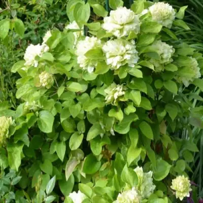 Клематис КОХАНА в Пинске