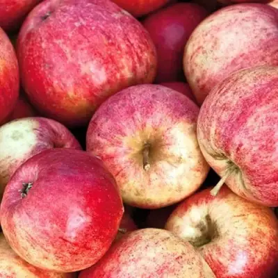 Яблоня ШТРИФЕЛЬ в Пинске