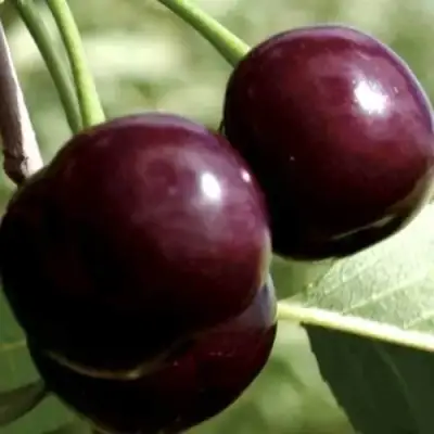 Дюк КСЕНИЯ (ЧЕРЕВИШНЯ) в Пинске