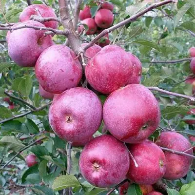 Яблоня ФЛОРИНА в Пинске