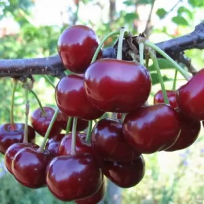 Вишня НОРД СТАР в Пинске