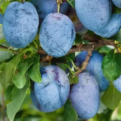 Слива ОДА в Пинске