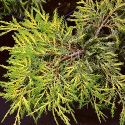 Можжевельник КИНГ ОФ СПРИНГ средний в Пинске