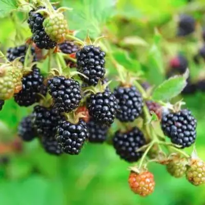 Ежевика АПАЧИ бесшипная  в Пинске