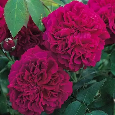 Роза ВИЛЬЯМ ШЕКСПИР английская в Пинске