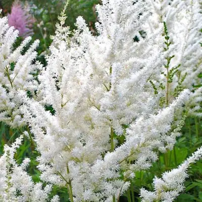 Астильба ДИАМАНТ Арендса в Пинске