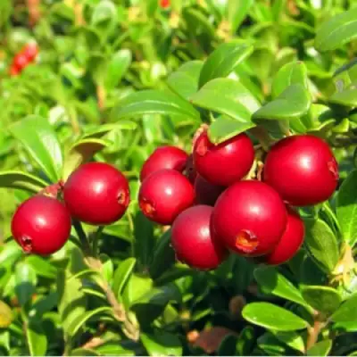 Брусника садовая РЕД ПЕРЛ в Пинске