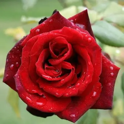 Роза ТАБУ чайно-гибридная в Пинске