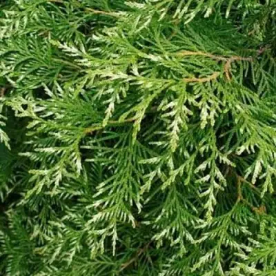 Туя СМАРАГД ВАРИЕГАТА западная в Пинске