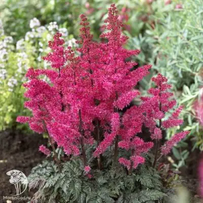 Астильба МУЛЕН РУЖ курчавая в Пинске