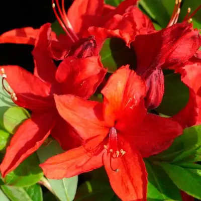 Азалия НАБУКО листопадная в Пинске