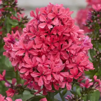 саженцы флокса