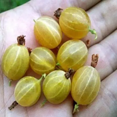 Крыжовник ЯРОВОЙ в Пинске