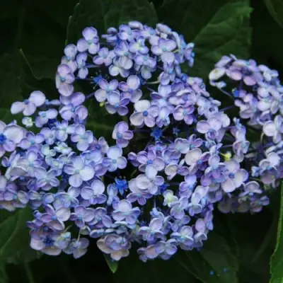 Гортензия АИША крупнолистная  в Пинске