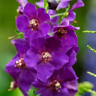 Коровяк ВИОЛЕТТА (вербаскум) в Пинске