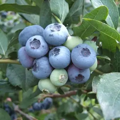 Голубика БЛЮЭТТА в Пинске