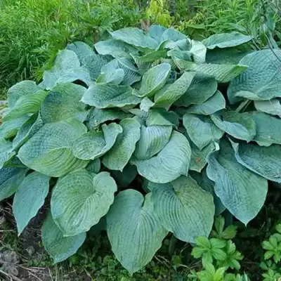 Хоста ЭЛЕГАНС Зибольда в Пинске