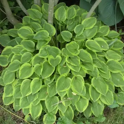 Хоста ГОЛДЕН ТИАРА в Пинске