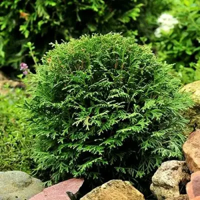 Туя ДАНИКА западная в Пинске