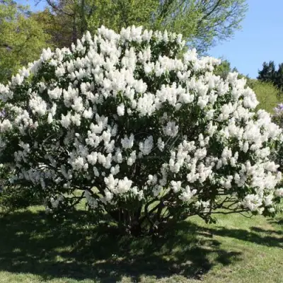 Сирень РОЧЕСТЕР в Пинске