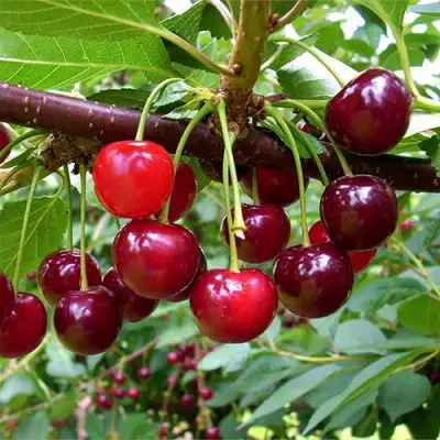 Вишня БРУСНИЦЫНА степная в Пинске