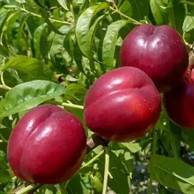 Нектарин БИГ-ТОП в Пинске