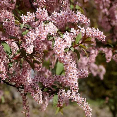 Черемуха НЕЖНОСТЬ в Пинске