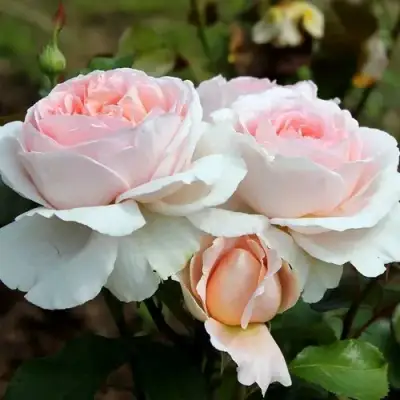 Роза АНДРЕ ЛЕ НОТР чайно-гибридная в Пинске