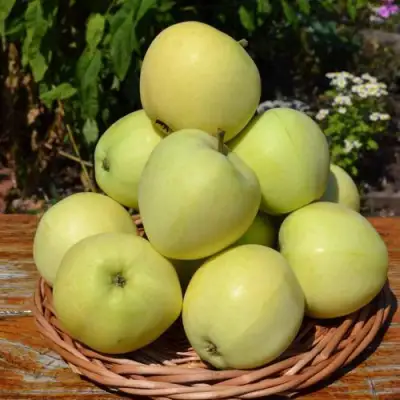 Яблоня ПАПИРОВКА в Пинске