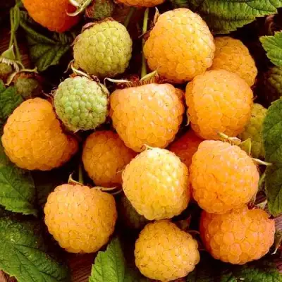 Малина ЗОЛОТЫЕ КУПОЛА в Пинске