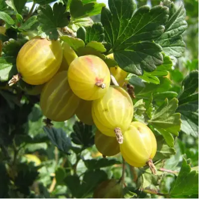 Крыжовник БЕРИЛЛ в Пинске