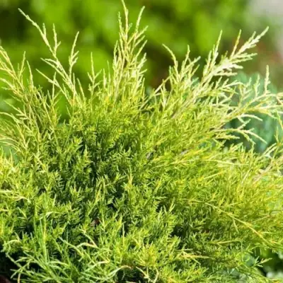 Можжевельник ОЛД ГОЛД средний в Пинске