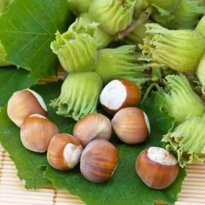 Фундук КРЕПКИЙ ОРЕШЕК в Пинске