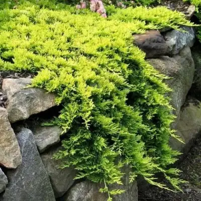 Можжевельник ГОЛДЕН КАРПЕТ горизонтальный  в Пинске