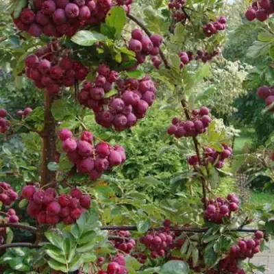 Рябина ДЕСЕРТНАЯ МИЧУРИНА сладкоплодная в Пинске