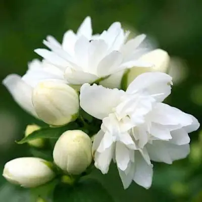 Жасмин ШНЕЕШТРУМ в Пинске