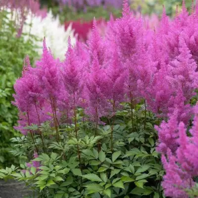 Астильба АМЕТИСТ Арендса в Пинске