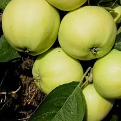 Яблоня ПАПИРОВКА в Пинске