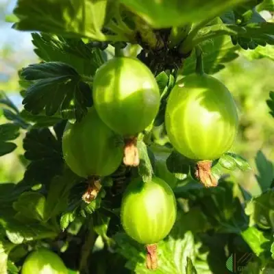 Крыжовник МАЛАХИТ в Пинске