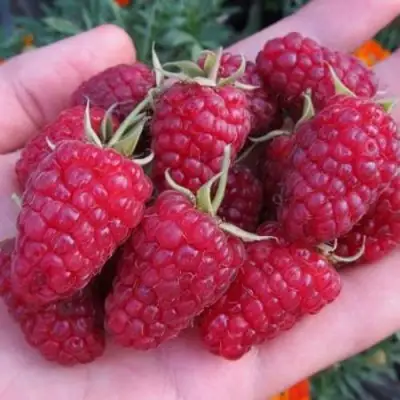 Малина МОСКОВСКИЙ ВЕЛИКАН в Пинске