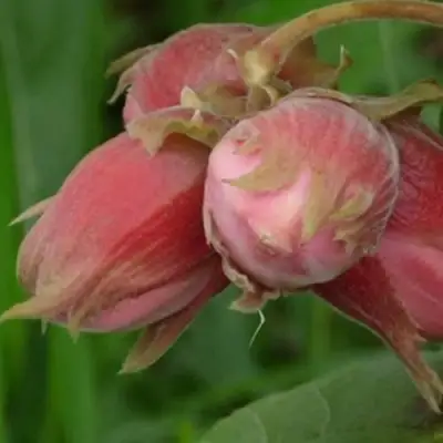 Фундук АКАДЕМИК ЯБЛОКОВ в Пинске