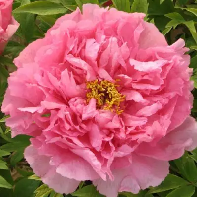 Пион СЕРЕБРИСТЫЙ РУЧЕЙ древовидный в Пинске