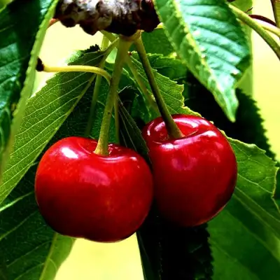 Вишня НИКА в Пинске